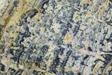 Columnar Stromatolite (Asperia) From Australia - Proterozoic #76202-1